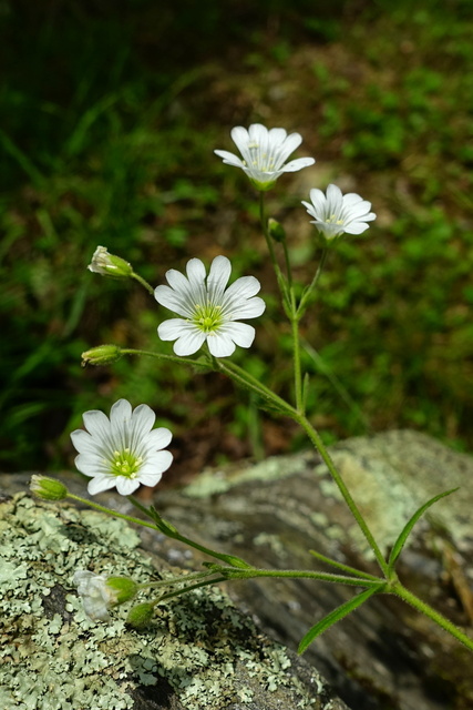 Cerastium velutinum