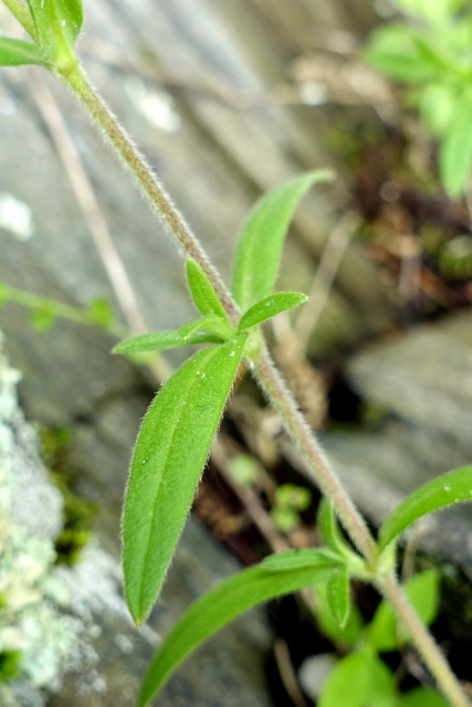 Cerastium velutinum - leaves