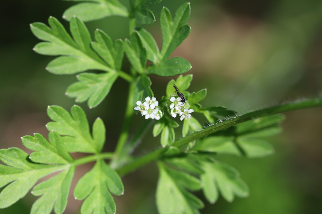 Chaerophyllum procumbens