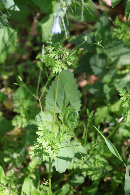 Chaerophyllum procumbens - plant