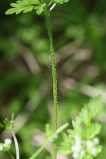 Chaerophyllum procumbens - stem