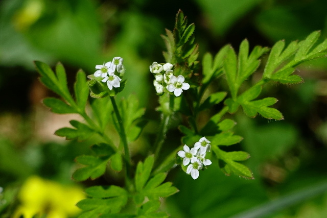 Chaerophyllum tainturieri