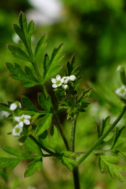 Chaerophyllum tainturieri