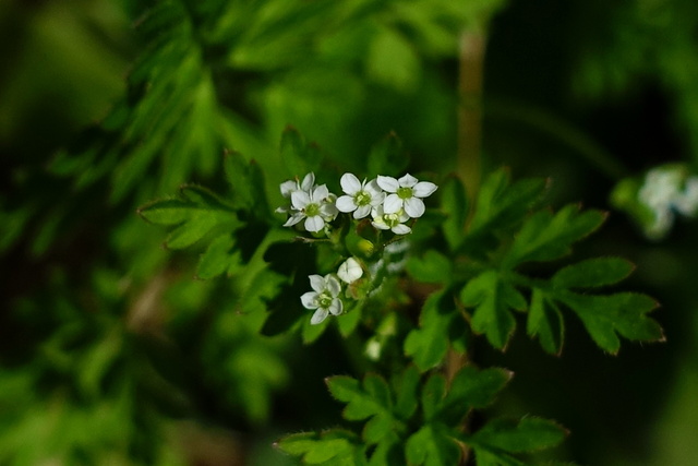 Chaerophyllum tainturieri