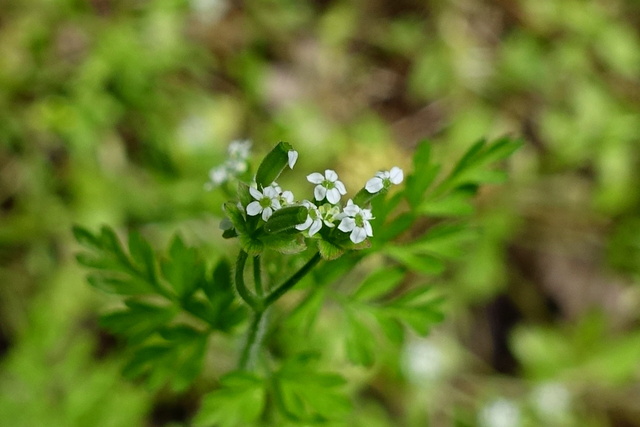 Chaerophyllum tainturieri