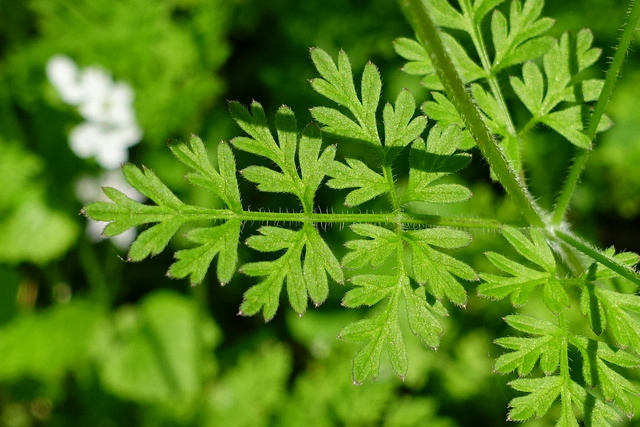 Chaerophyllum tainturieri - leaves