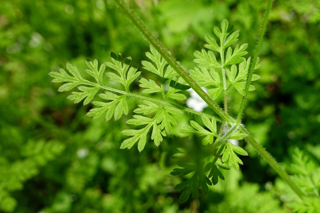 Chaerophyllum tainturieri - leaves