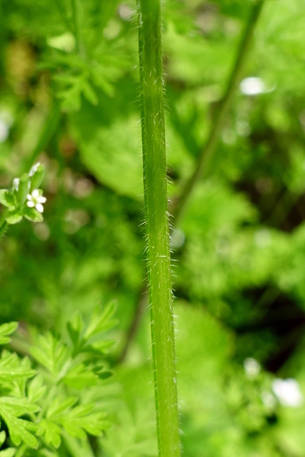 Chaerophyllum tainturieri - stem