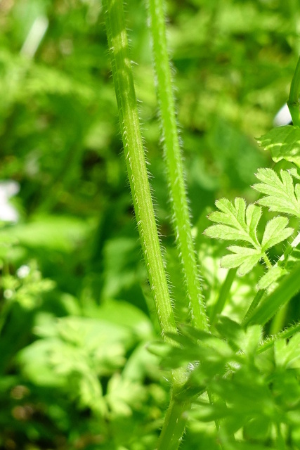 Chaerophyllum tainturieri - stem