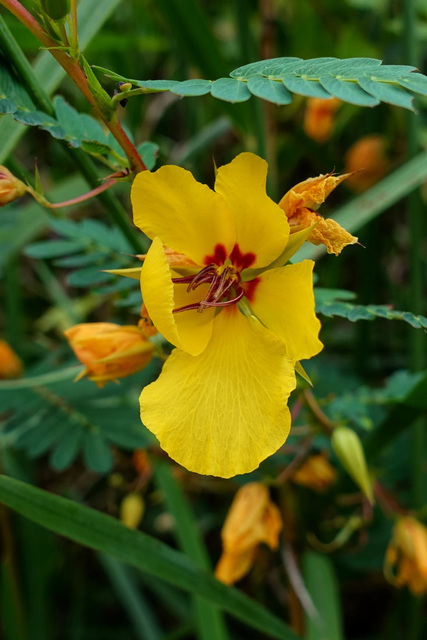 Chamaecrista fasciculata