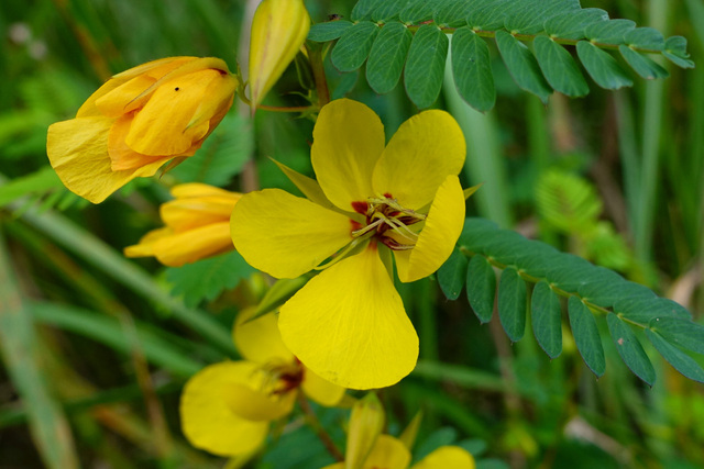 Chamaecrista fasciculata