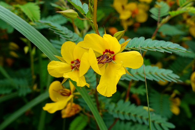 Chamaecrista fasciculata