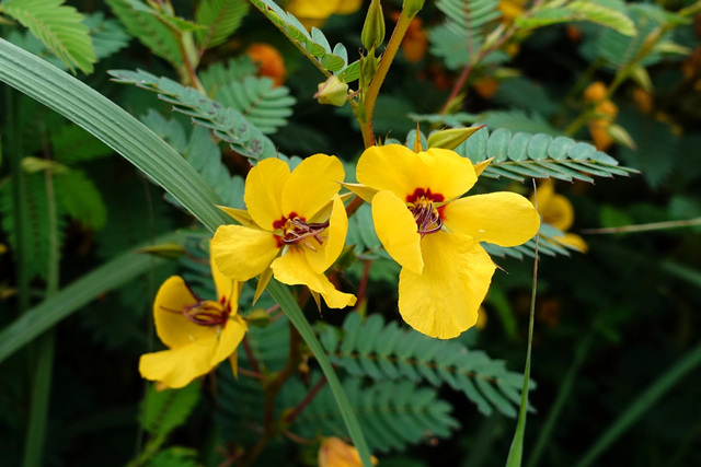 Chamaecrista fasciculata