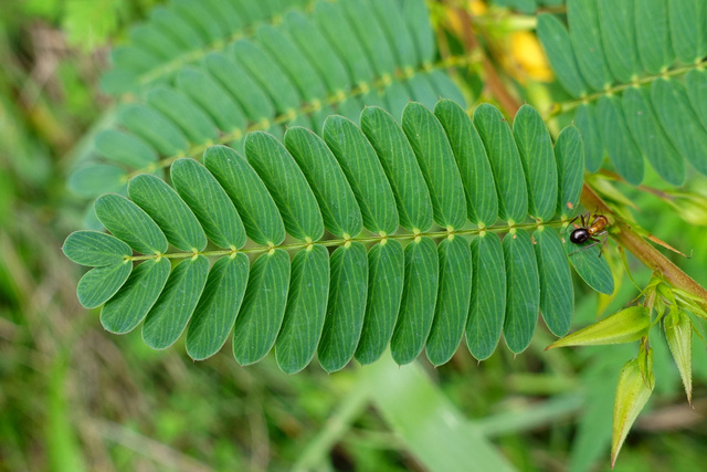 Chamaecrista fasciculata - leaves