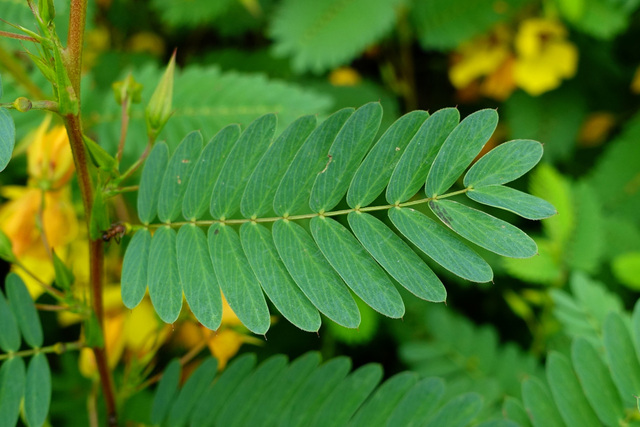 Chamaecrista fasciculata - leaves