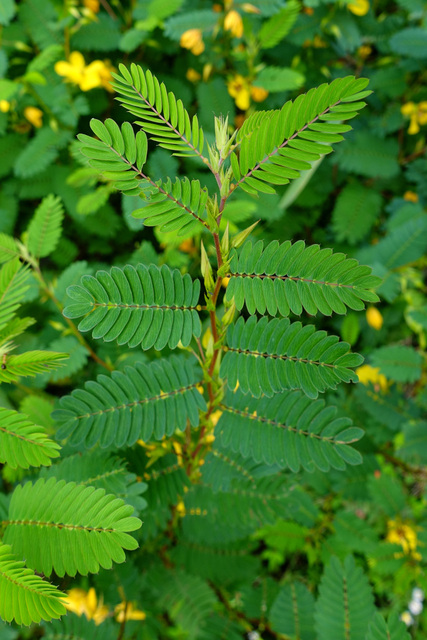 Chamaecrista fasciculata - leaves