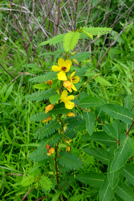 Chamaecrista fasciculata - plants