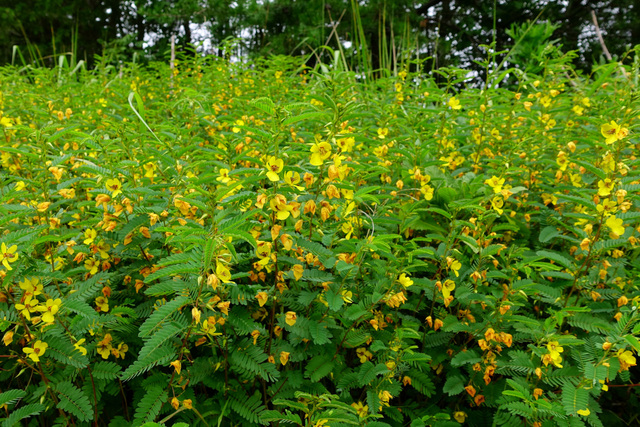 Chamaecrista fasciculata - plants