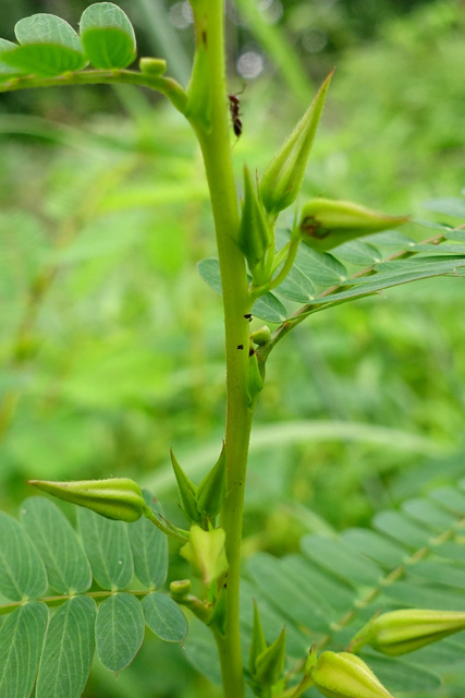 Chamaecrista fasciculata - stem