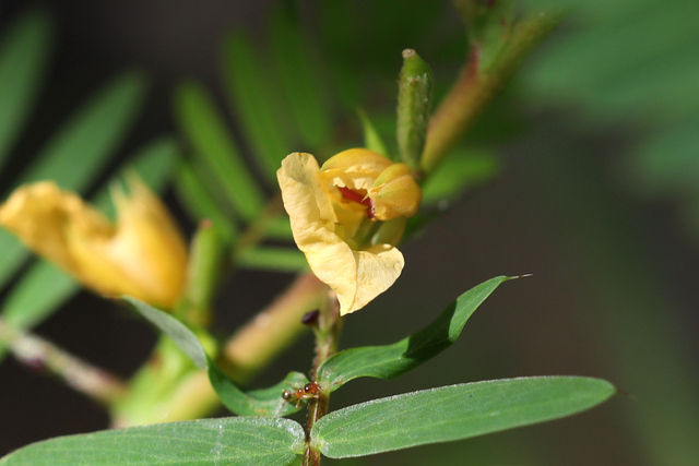 Chamaecrista nictitans