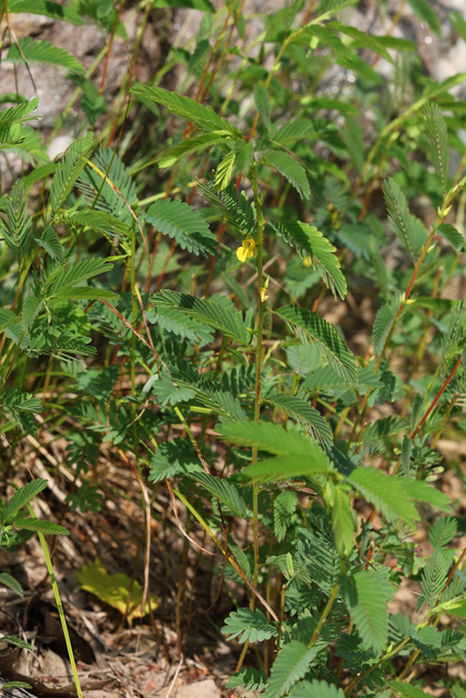 Chamaecrista nictitans - plant