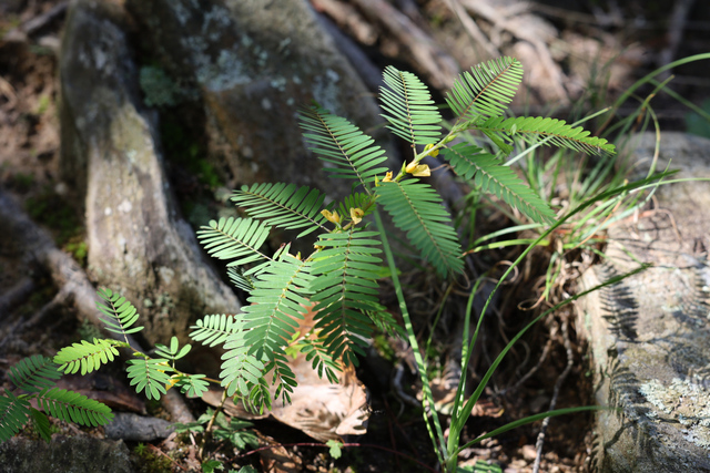 Chamaecrista nictitans - plant