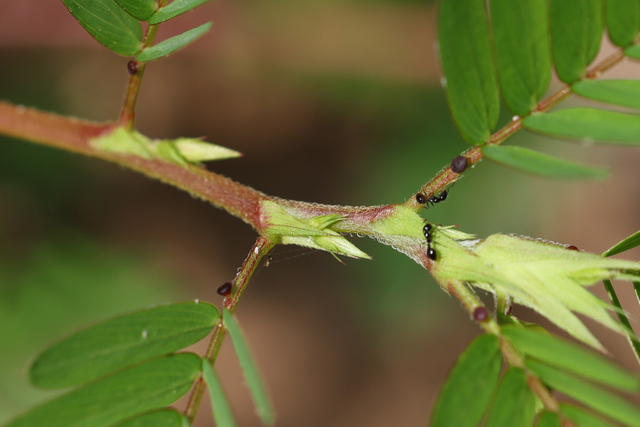 Chamaecrista nictitans - stem