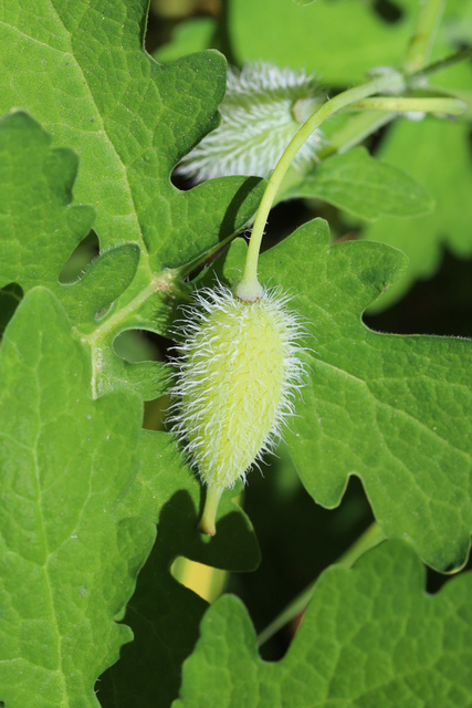 Chelidonium diphyllum - fruit