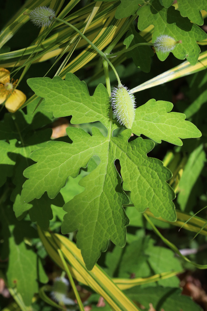 Chelidonium diphyllum - leaves