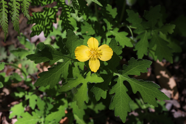 Chelidonium diphyllum - plant
