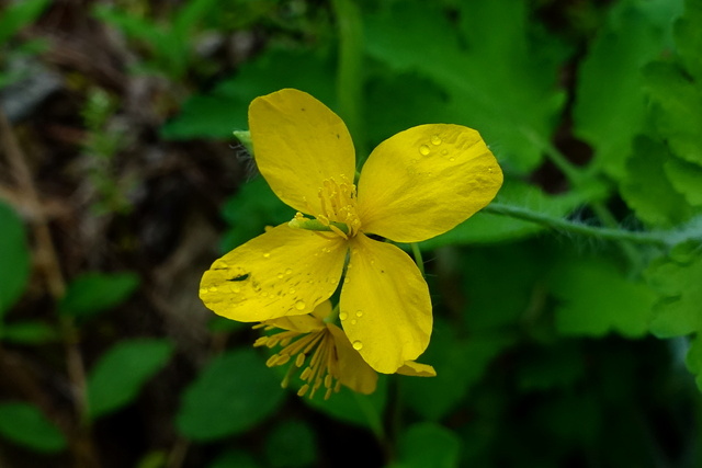 Chelidonium majus