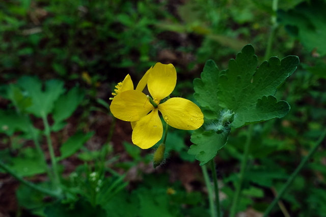 Chelidonium majus