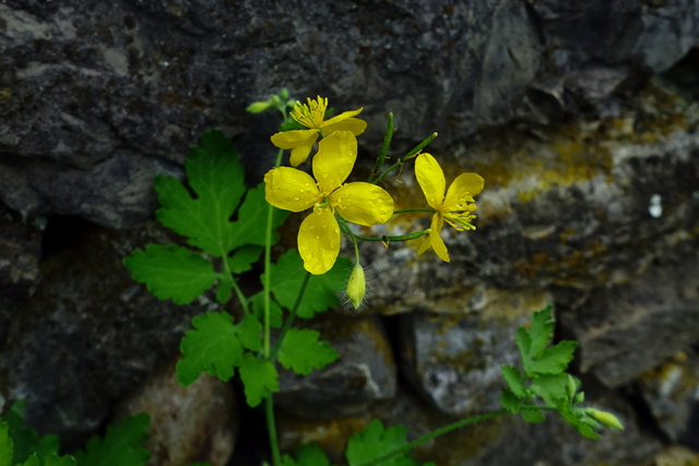 Chelidonium majus