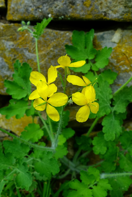 Chelidonium majus