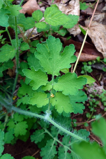 Chelidonium majus - leaves