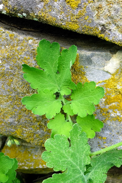 Chelidonium majus - leaves