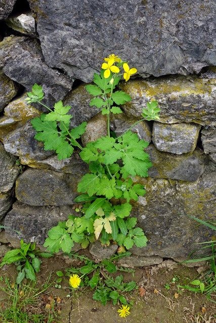 Chelidonium majus - plant