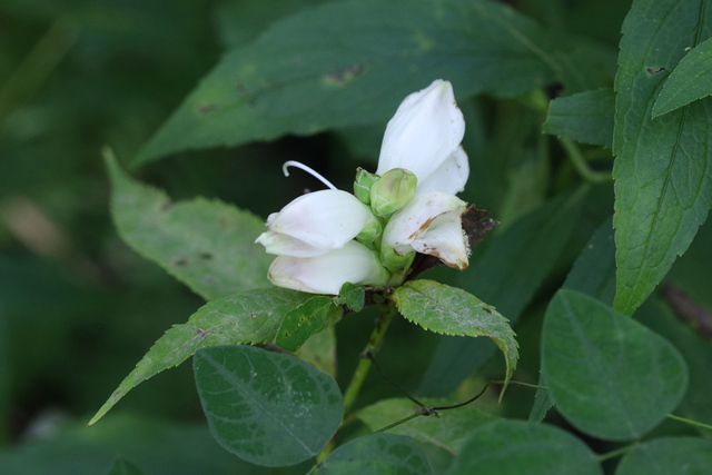 Chelone glabra