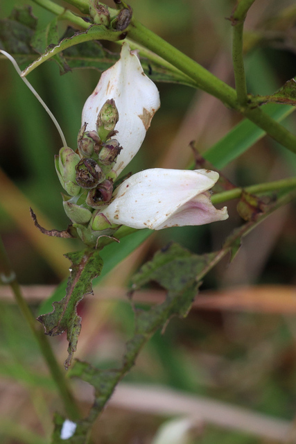 Chelone glabra