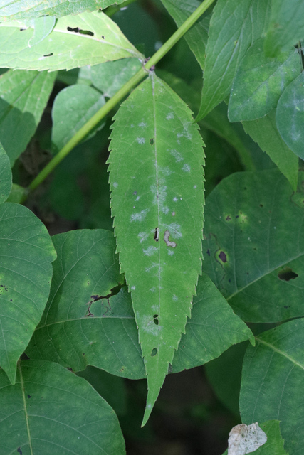 Chelone glabra - leaves