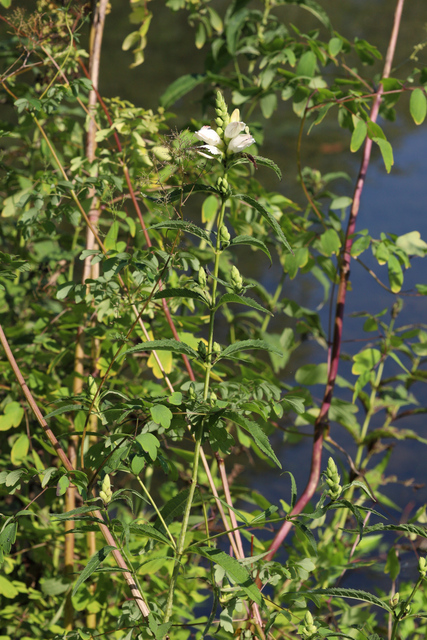 Chelone glabra - plant