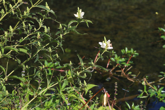 Chelone glabra - plants