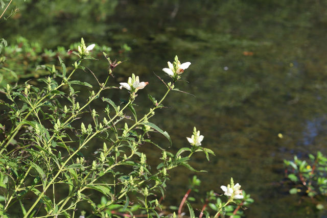 Chelone glabra - plants