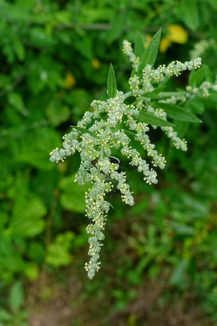 Chenopodium album