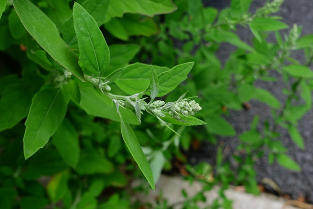 Chenopodium album