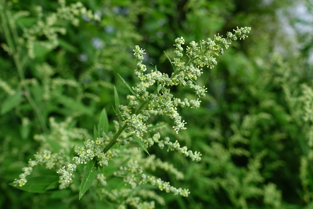 Chenopodium album