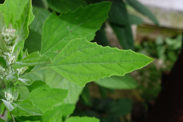 Chenopodium album - leaves