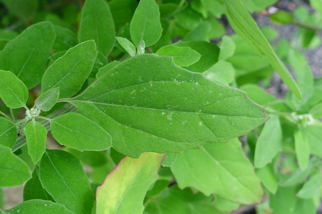 Chenopodium album - leaves