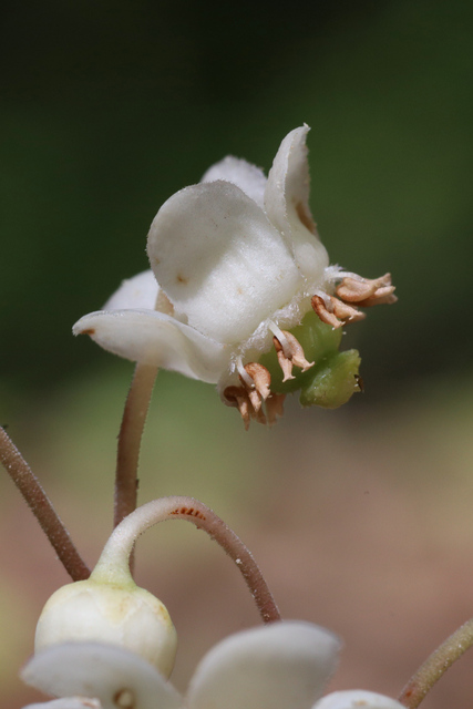 Chimaphila maculata