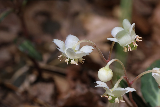 Chimaphila maculata